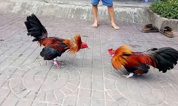 Sảnh Đá Gà Sabong Tại Blue88 quy tụ nhiều chiến kê dũng mãnh