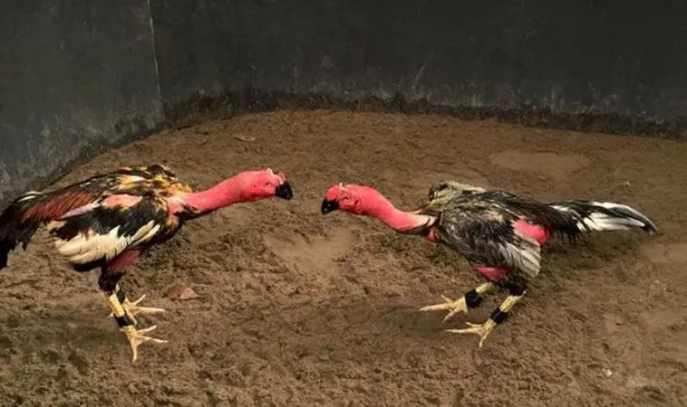 Đá Gà Sabong Tại Blue88