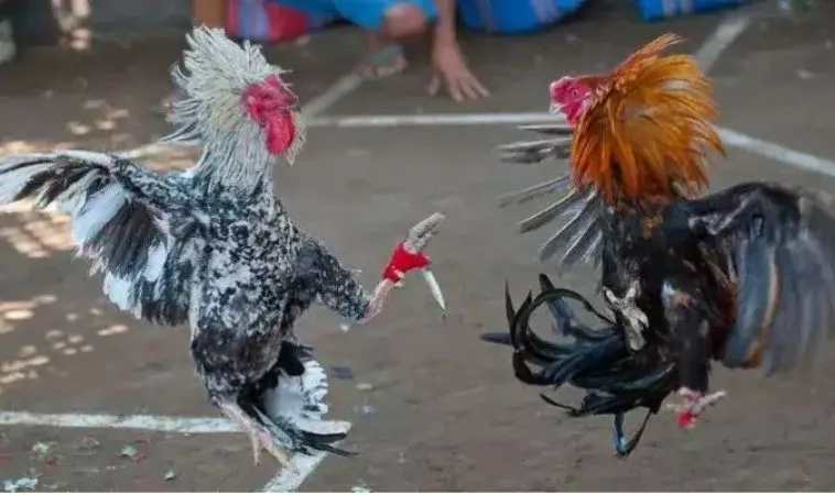 Cách Chơi Đá Gà WS168 Tại Blue88 Thưởng Lớn Nhất 2025 1 Đá Gà WS168 Tại Blue88